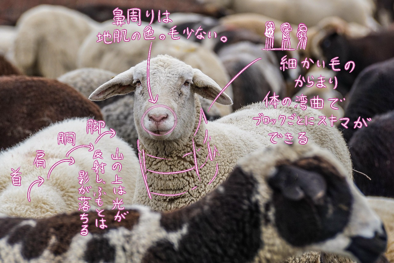 動物の毛•地肌の色検証